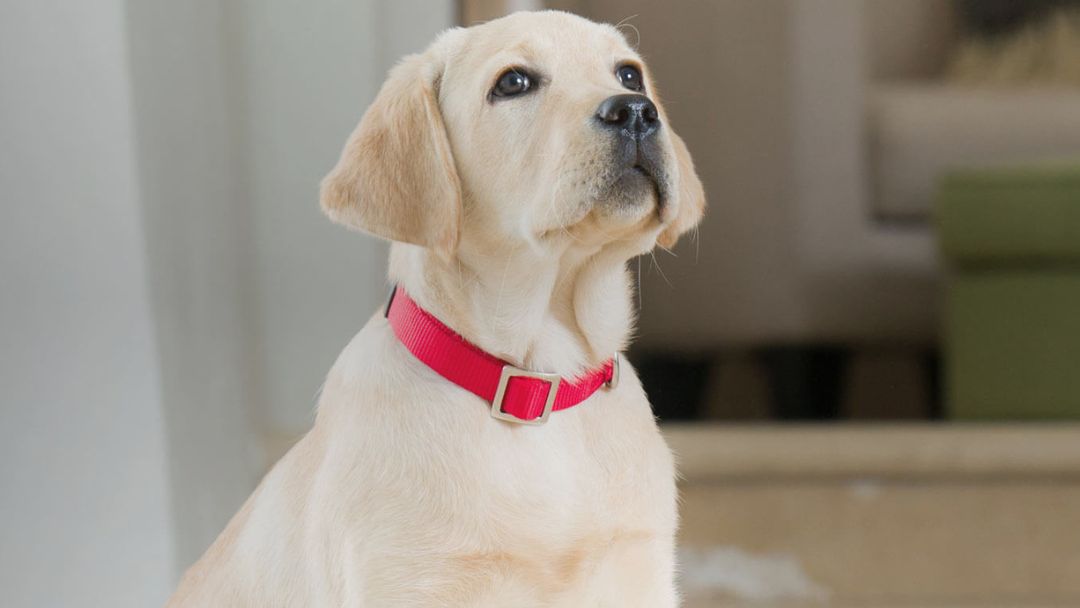 Ny valp? Vi har guider og råd til nye hundeeiere Purina